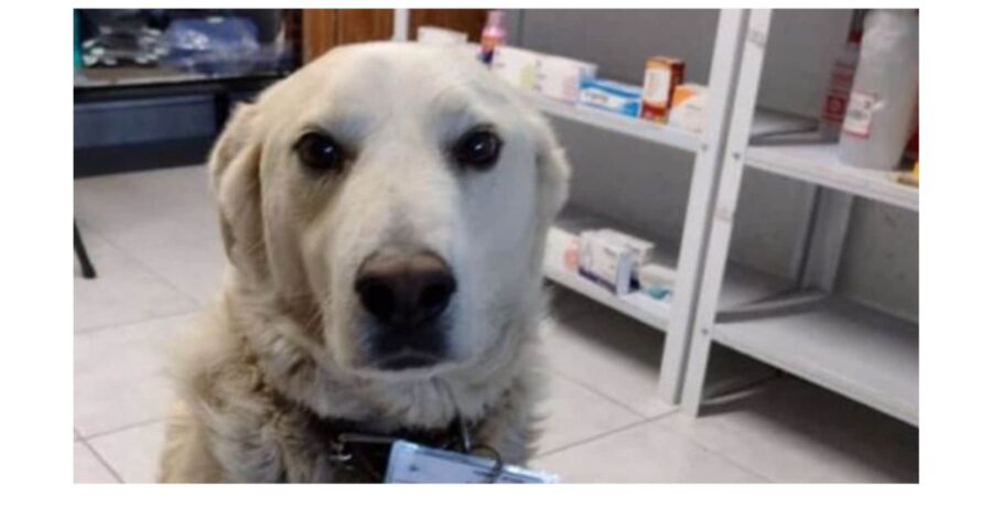 matute cane in farmacia