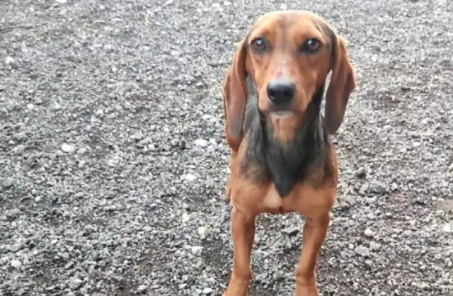 Misilmeri, scappa dalla propria abitazione un cagnolino di nome Biro, il simil Bassotto è diffidente