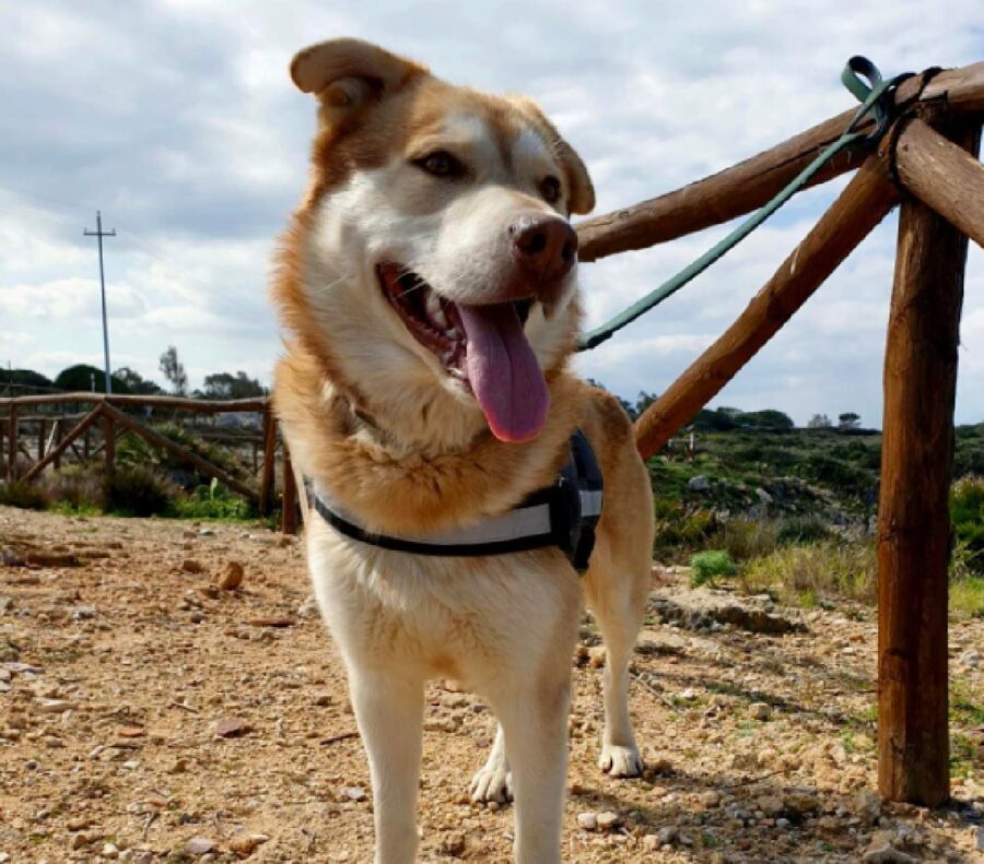 cane collare legato pettorina 