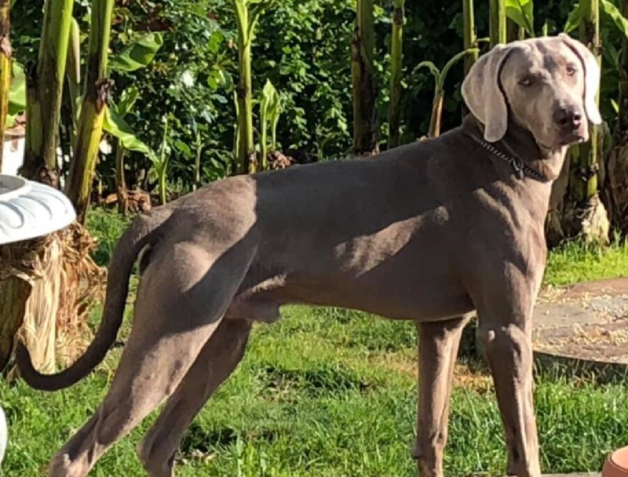 cane thor corporatura robusta