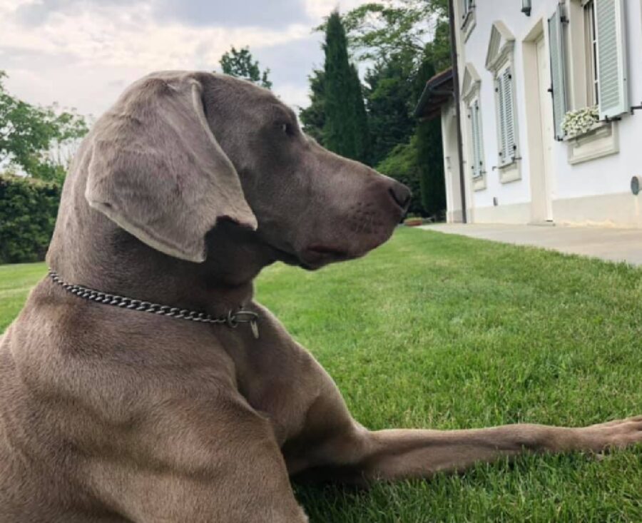 cane thor orecchio reciso 