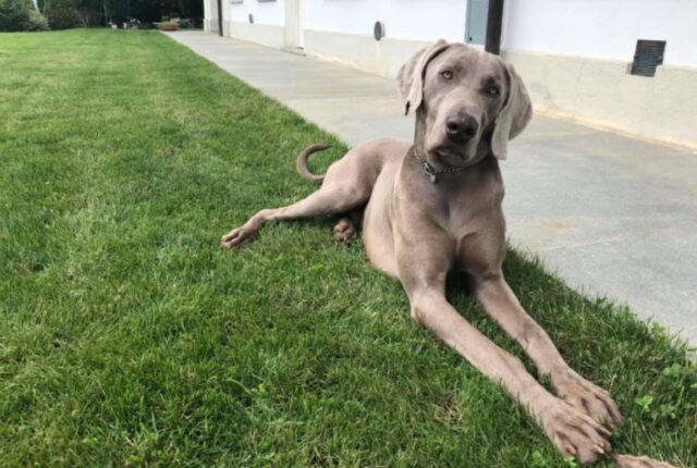 Montafia, c’è ancora speranza per Thor, questo cane Pastore Weimaraner smarrito quasi due anni fa