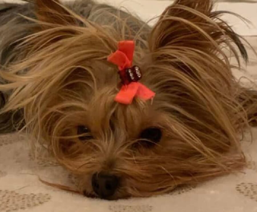 cagnolina pelo lungo liscio 