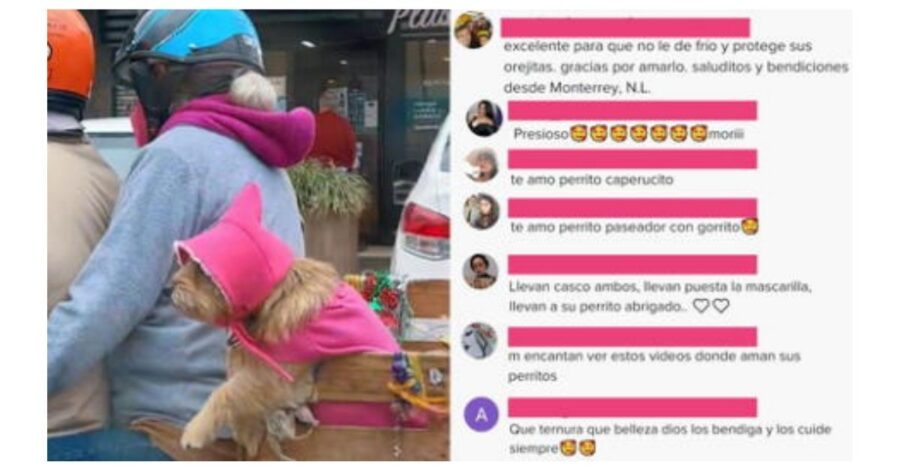 Modificano la moto per portare il proprio cane: video diventa virale su Tiktok