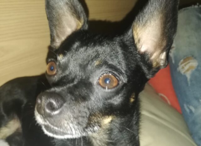 Mugnano di Napoli, un cagnolino Pinscher di nome Willy si è perso, si attendono novità sul caso