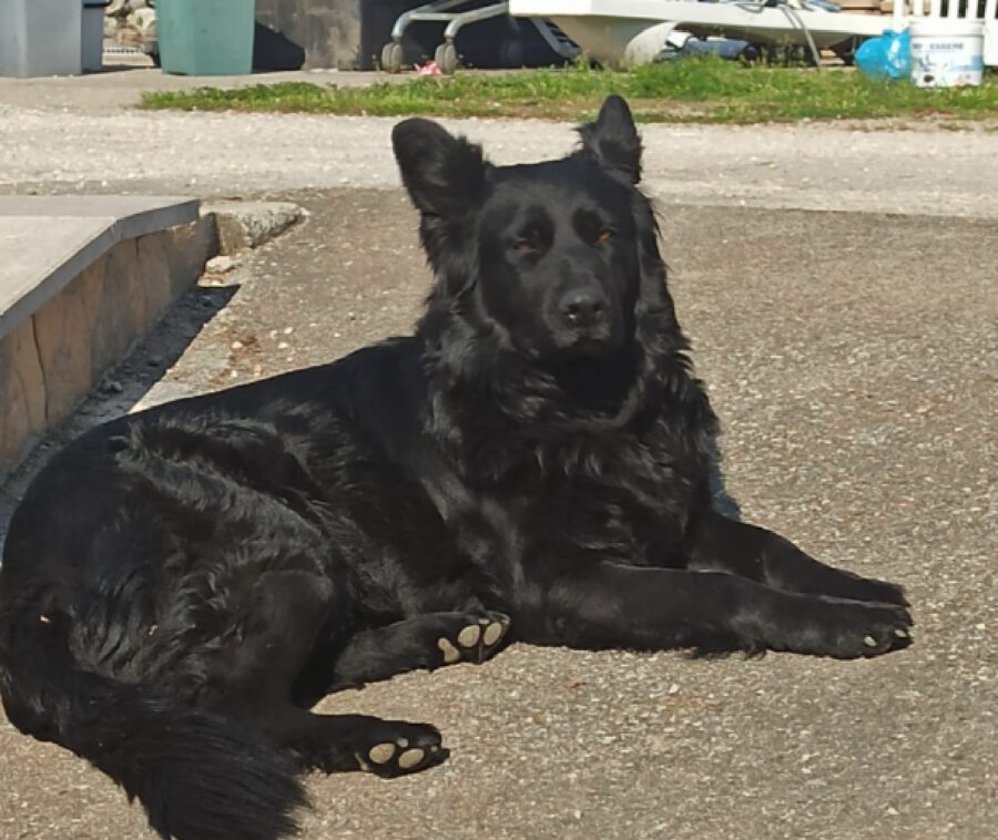 cane pastore belga pelo nero pece 