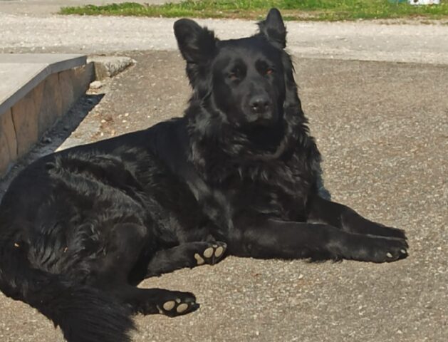 Nettuno, una segnalazione mantiene aperto il caso di Luna, cagnolina Pastore Belga smarrita da mesi