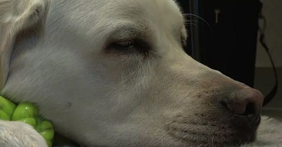 cane terapista a scuola