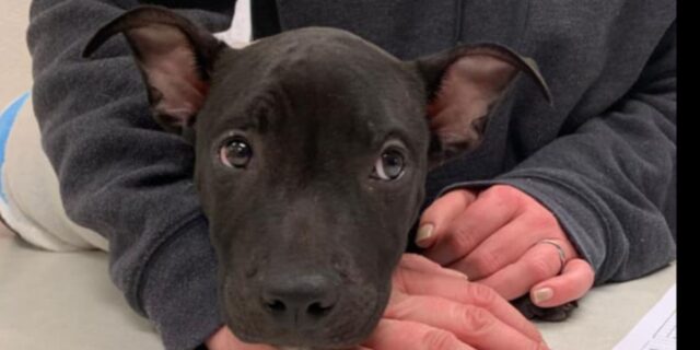 Cucciolo di Pitbull è stato bruciato con una fiamma ossidrica: lotta per la vita