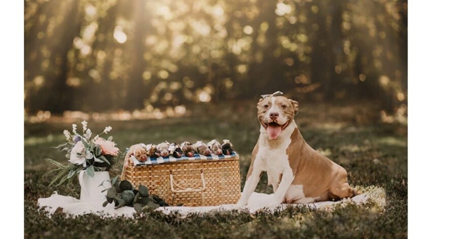 cuccioli di pitbull 