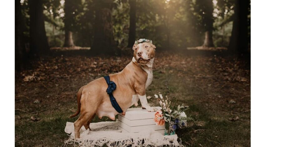 Mamma Pitbull ha avuto il suo servizio fotografico di maternità ed è splendida