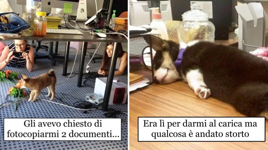 cani al lavoro