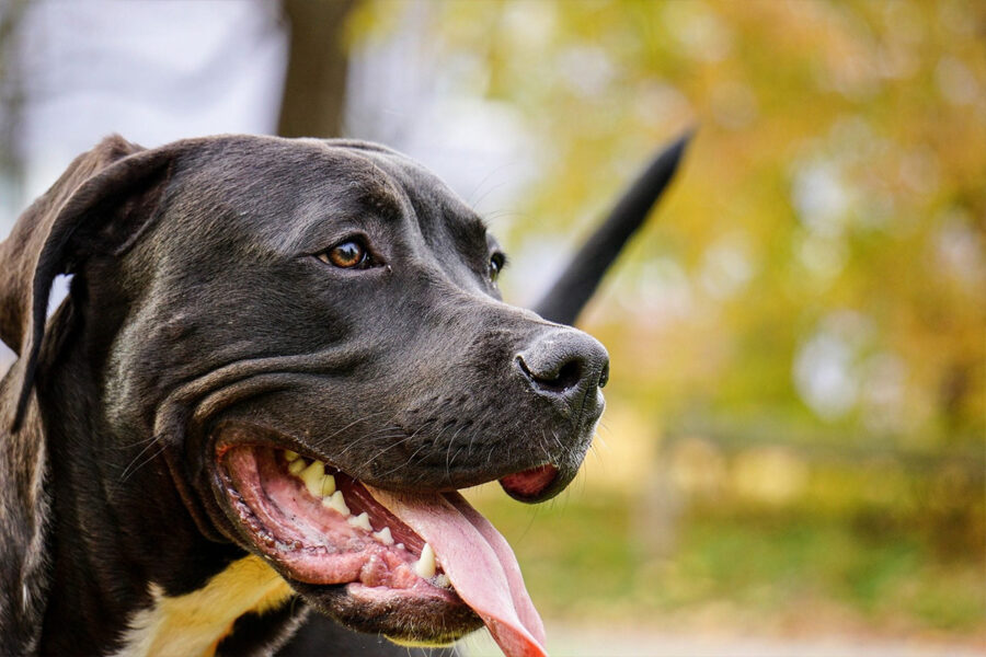 cane con la bocca aperta