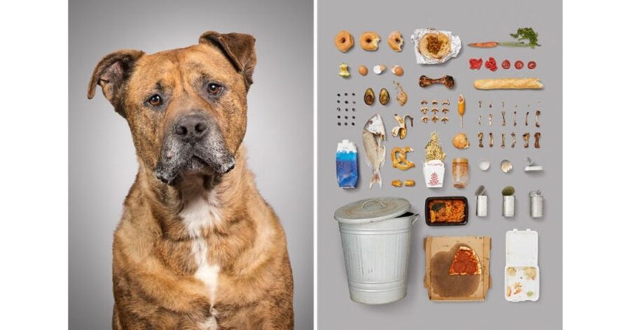 "Il cane e il suo mondo": fotografa 6 cani e le loro cose