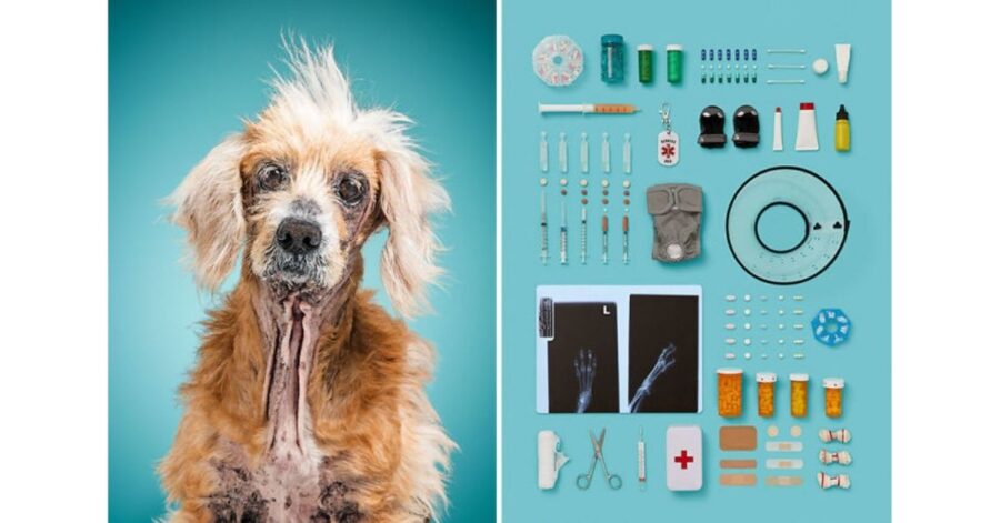 fotografa 6 cani e le loro cose