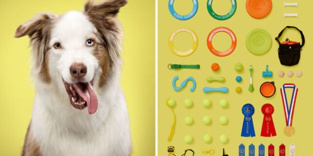 Progetto fotografico che mostra 6 cani e i loro oggetti personali, per mostrare la diversità nella vita che conducono
