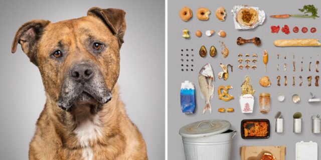 “Il cane e il suo mondo”: fotografa 6 cani e le loro cose, per mostrare la diversità nella vita che conducono e nella personalità