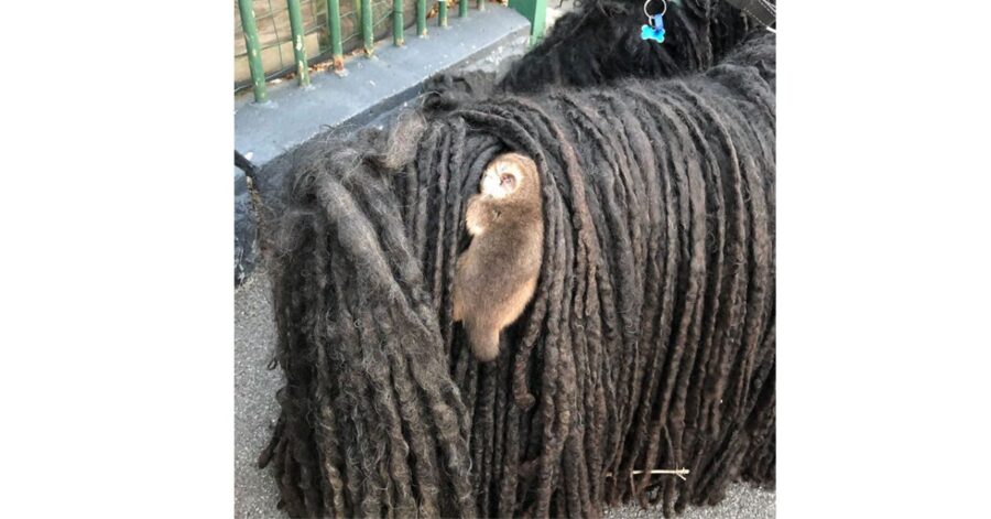 cucciolo di puzzola aggrappato al suo cane