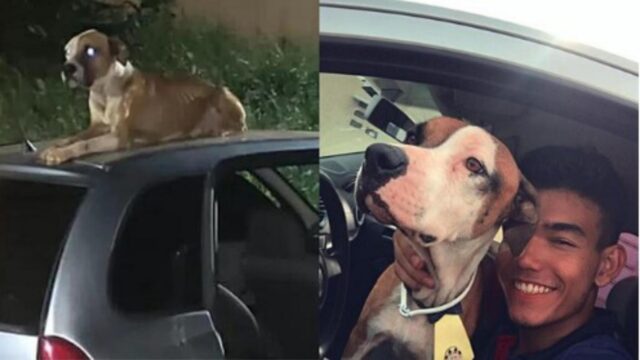 Il ragazzo ritrova la sua auto rubata e un nuovo cane