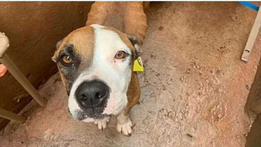 cane randagio sul tetto di un'auto