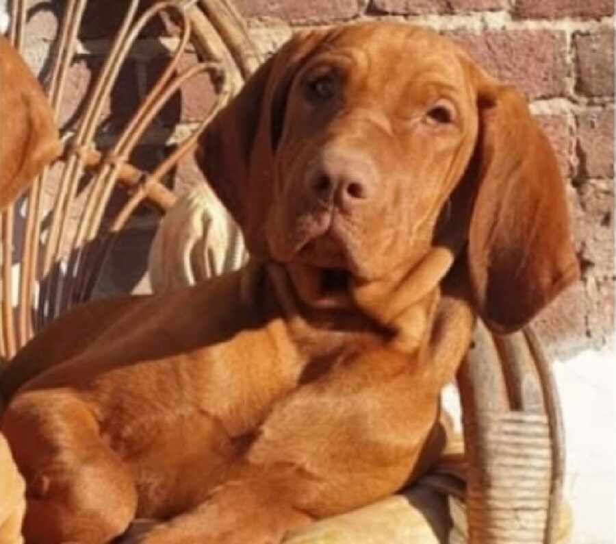 cagnolina bracco ungherese rossa 