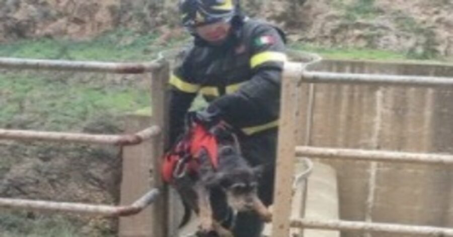 pompiere salva un cane
