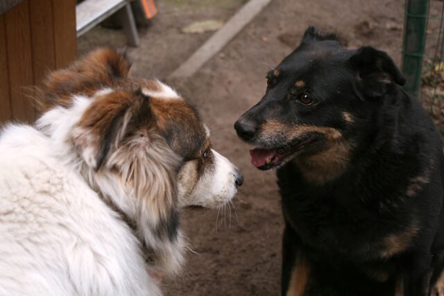 Due cani restano intrappolati in una tubazione mentre inseguono un’istrice: salvati dai pompieri