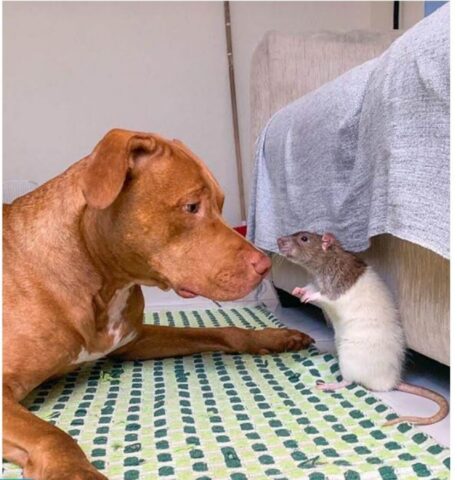 Cucciolo di cane fa amicizia con un animale molto particolare