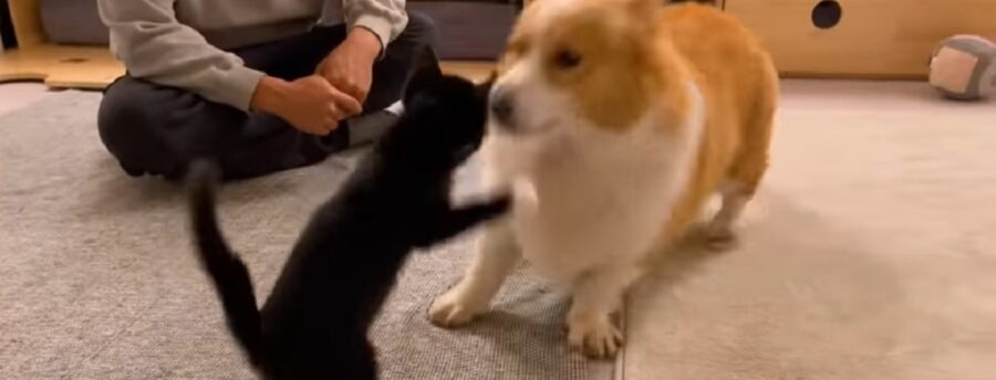simpatico cagnolino gioca con un gatto per la prima volta