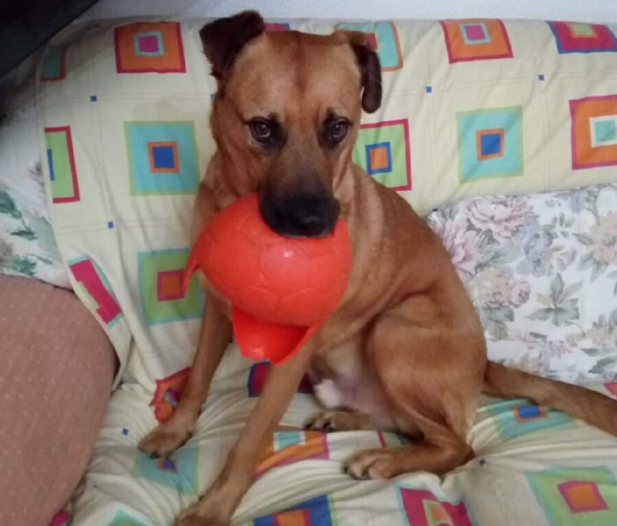 braun cane gioca con palla rossa