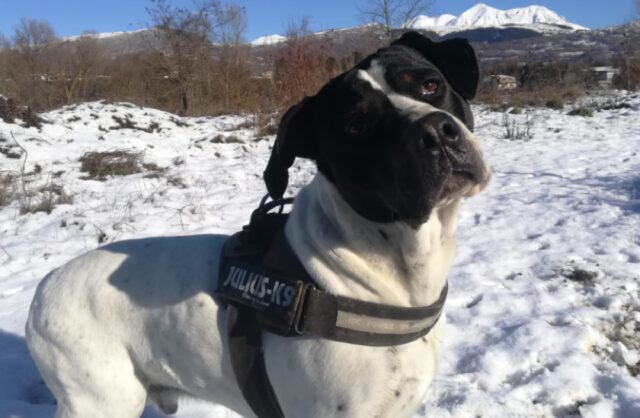 Tagliacozzo, smarrito Jack, un cane molosso, la proprietaria chiede aiuto