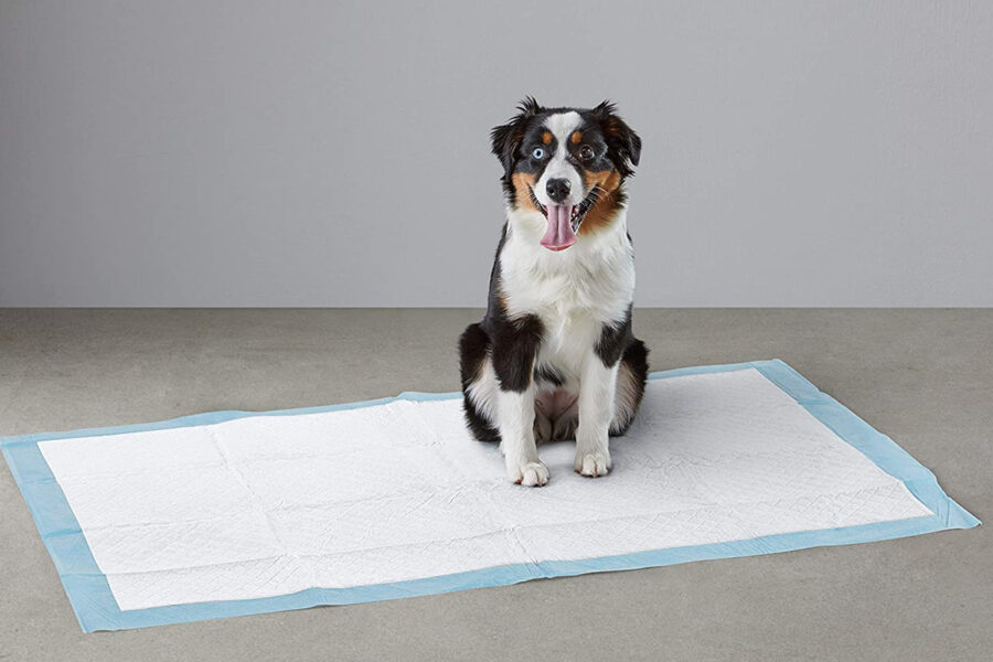 cane incontinente su tappetino assorbente