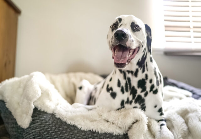 5 tappetini igienici per cani anziani, i più assorbenti