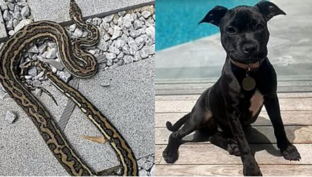 L’uomo salva il cucciolo di cane dei vicini dall’attacco di un pitone