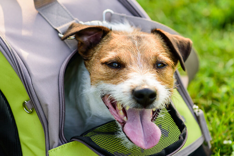 cane nel trasportino