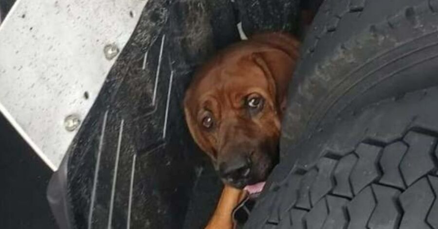 Cane abbandonato e terrorizzato trova rifugio sotto un camion in autostrada