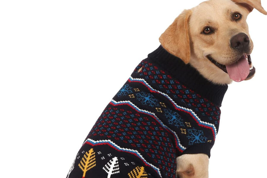 cane con maglione con disegni colorati