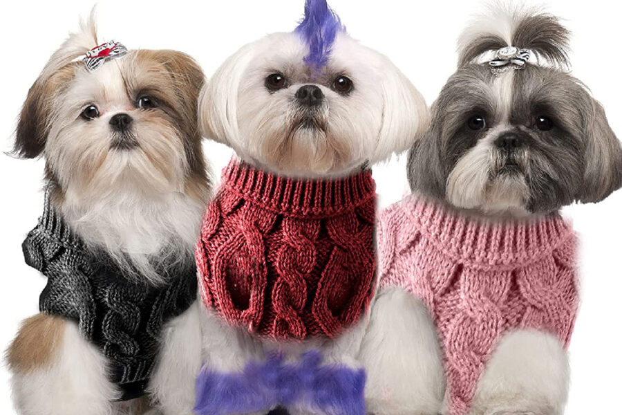 cani con maglioni colorati