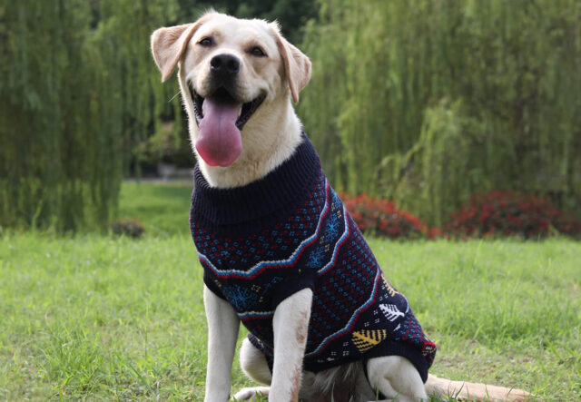 cane con maglione in giardino