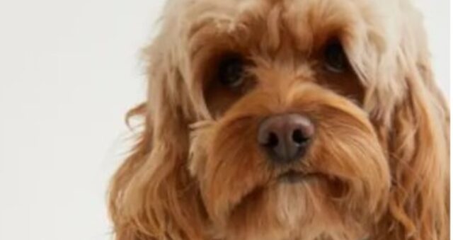 I vestiti per cani sono la nuova idea della nota catena H&M