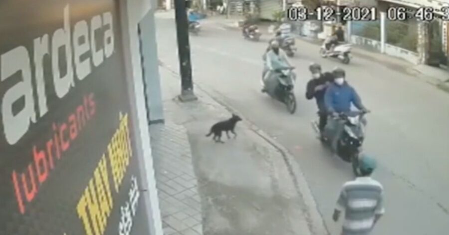 L’incubo dei proprietari in Vietnam: sparano a un cane in strada