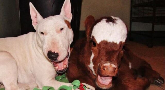 La storia di un cucciolo di cane e di un vitellino: la loro amicizia