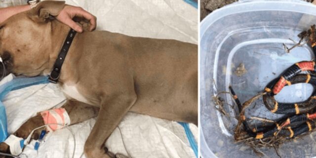 Zeus, il Pitbull che è morto dopo aver difeso due bambini da un serpente corallo