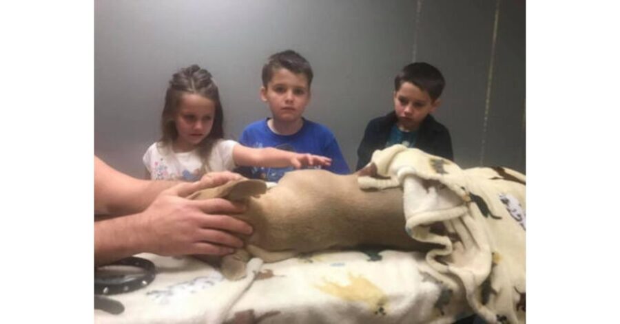 Zeus, il Pitbull che è morto dopo aver difeso due bambini da un serpente corallo