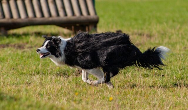 3 principali motivi per cui il cane ha i “cinque minuti di follia”