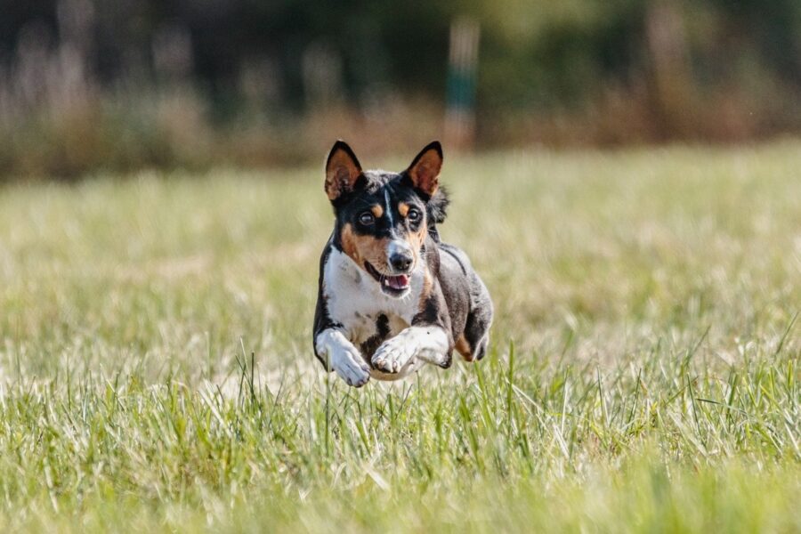 corgi peloso