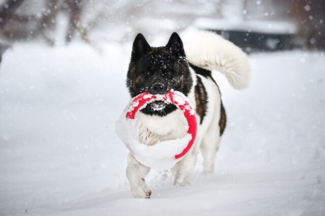 3 curiose ragioni per cui i cani provano a mangiare la neve