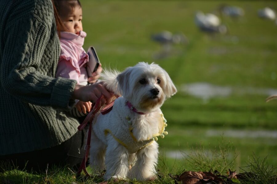 cane bianco peloso