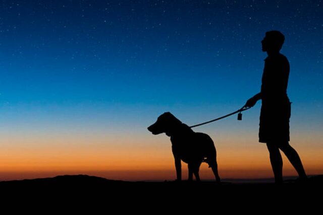 4 consigli per portare a spasso il cane di notte in sicurezza