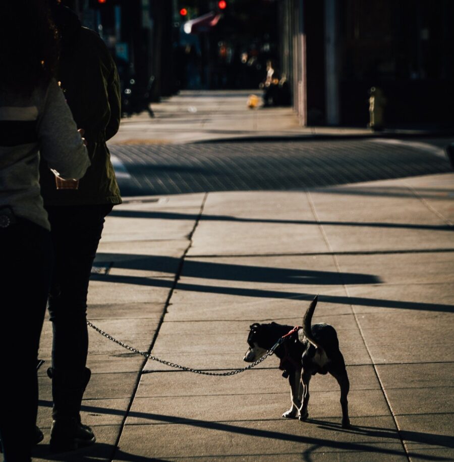 cucciolo tenero